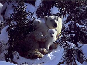 Фотография Медведи Белые Медведи Животные