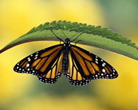 Обои Насекомые Бабочка Данаида монарх животное