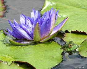 Обои Кувшинки