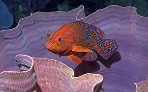 Картинки Подводный мир Рыбы Животные