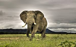 Картинки Слоны животное