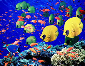 Картинка Подводный мир Рыбы животное