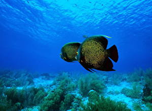 Обои Подводный мир Рыбы животное