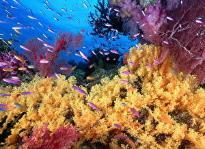Фотография Подводный мир Кораллы Животные