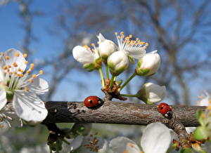 Картинки Насекомые Божьи коровки животное