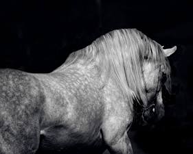 Фотографии Лошадь На черном фоне Животные