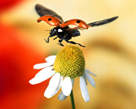 Картинки Насекомое Божьи коровки животное