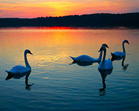 Фотография Птица Лебеди Животные