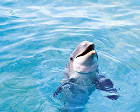Фотографии Дельфины Животные