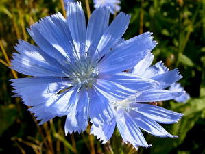 Фотография Васильки Цветы