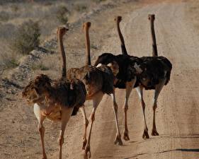 Фотографии Птица Страусы