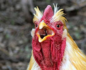 Фотографии Птицы Курица Животные