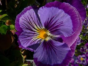 Обои Фиалка трёхцветная цветок