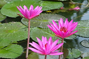 Картинки Кувшинки