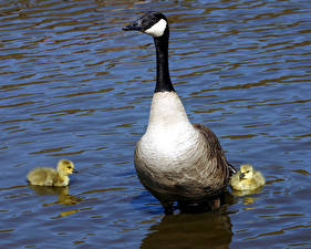 Фотография Птица Гусь
