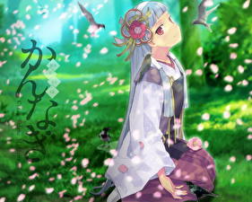 Фотография Kannagi: Crazy Shrine Maidens