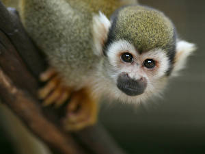 Фотографии Обезьяна