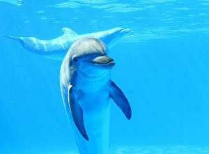 Картинка Дельфины животное