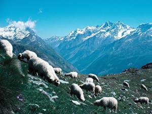 Фотография Овцы Горы животное