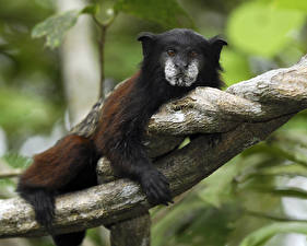 Картинки Обезьяна