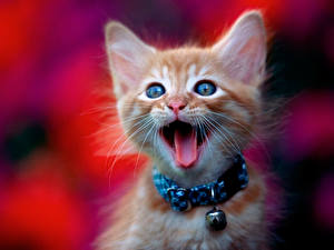 Картинка Кот Котята Цветной фон Язык (анатомия) животное