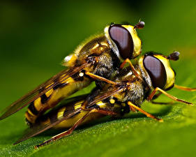 Фотографии Насекомые Пчелы Двое Животные
