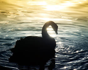 Картинки Птица Лебедь животное