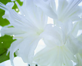 Обои Лилии Вблизи Белая Цветы