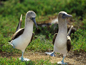 Фотография Птица Двое Blue-footed booby животное