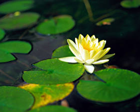 Картинки Кувшинки