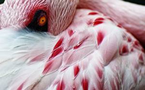Фотография Птица Фламинго животное