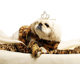 Фотография Собаки Гаванский бишон Белым фоном животное