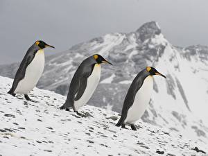 Картинка Пингвины животное