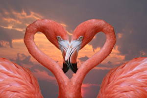 Картинка Птица Фламинго