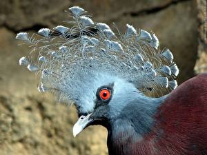 Обои Птица Экзотические Животные