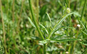 Фотографии Насекомые Жуки животное