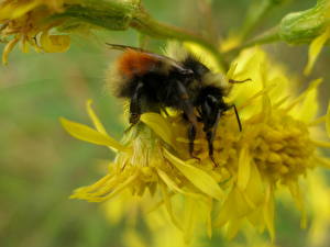 Фотографии Насекомое Пчелы Животные