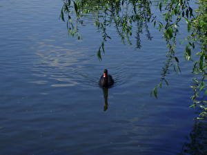 Фотографии Птицы Лебеди животное