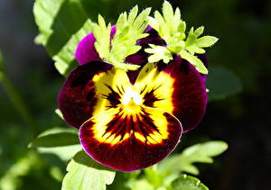 Обои Анютины глазки Цветы