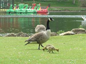 Фотография Птицы Гуси