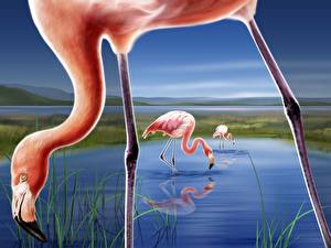 Картинки Птица Фламинго Животные