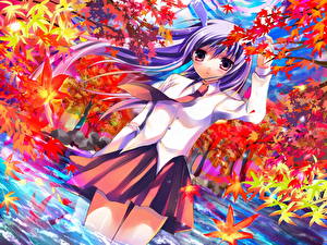 Картинка Touhou Collection