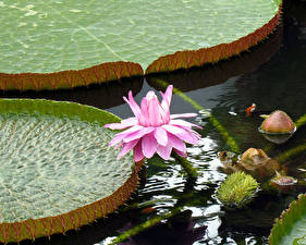 Обои Водяные лилии цветок