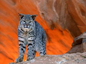 Фотография Большие кошки Рысь