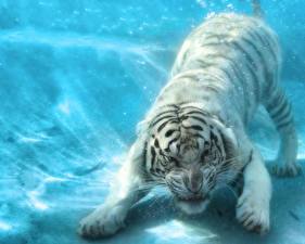 Обои для рабочего стола Большие кошки Тигры Рисованные Вода животное