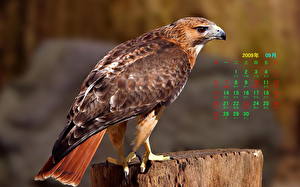 Обои Птицы Ястреб Животные