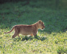 Картинка Большие кошки Львы Детеныши Животные