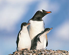 Обои Пингвины животное