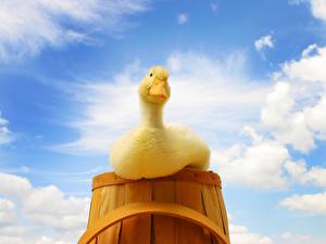 Обои Птицы Гусь