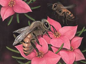 Картинки Насекомое Пчелы Животные